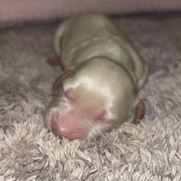 Dachshund Puppies from Whitesboro Dachshund