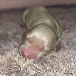 Dachshund Puppies from Whitesboro Dachshund