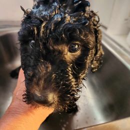 Goldendoodle Puppies from Hadie's Doodles