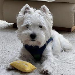 Max - West Highland White Terrier
