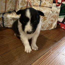 Stripe - Black and white male Shetland Sheepdog puppy in Commiskey, Indiana from Windy Haven Farm