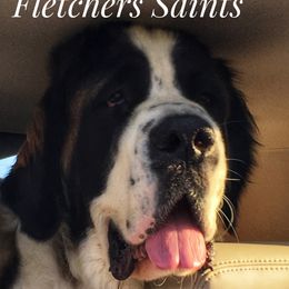 Stella - Saint Bernard