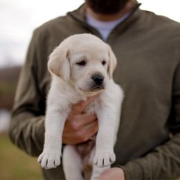 Ghost Malone - Yellow male Labrador Retriever puppy in Allons, Tennessee from UC Labradors LLC