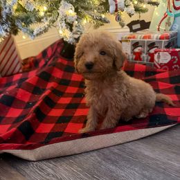 Hardin - Red  male Goldendoodle puppy in Chesnee, South Carolina from Megan’s Spoiled Standards