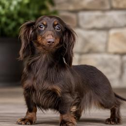 Hazel - Dachshund