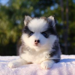 Sylvie - Gray and white female Pomsky puppy in Loxahatchee, Florida from Cardinal Point Pomskies