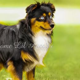 Miniature American Shepherds, Miniature Australian Shepherds, and Toy Australian Shepherds from Pawesome Lil Aussies