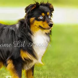Miniature American Shepherds, Miniature Australian Shepherds, and Toy Australian Shepherds from Pawesome Lil Aussies