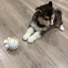 Chocolate - Chocolate female Pomsky puppy in Grandview, Washington from Alyssa’s Pomskies