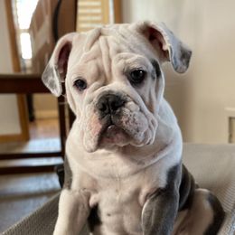 Beagles and Bulldogs from Bluebonnet Kennels