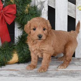 Bernedoodle, Bernese Mountain Dog, and Goldendoodle Puppies from Pleasant Acre Farms