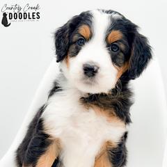 Elijah - male Australian Mountain Doodle puppy in Tipton, Indiana from Country Creek Doodles