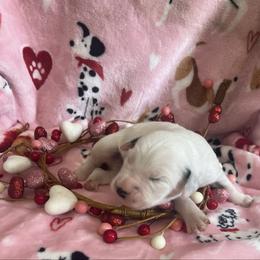 Basil - White and black male Dalmatian puppy in Claremore, Oklahoma from Lotsofdots Dalmatians