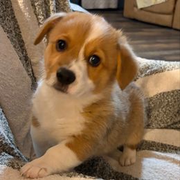 Bamboo Shark- Green Collar - Red male Pembroke Welsh Corgi puppy in Olathe, Colorado from Rocking LJ Breeding