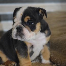 Blue - Blue tri-color male Bulldog puppy in Bradleyville, Missouri from HurstBulldogs