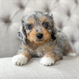 Highlighter🖍️ - Blue merle female Aussiedoodle puppy in Granbury, Texas from Triple Cross Doodles