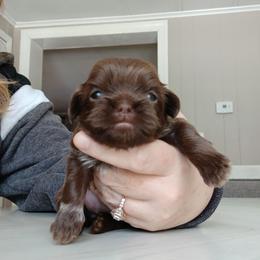 Bracely - Liver female Shih Tzu puppy in Brodnax, Virginia from Kbsshihtzus