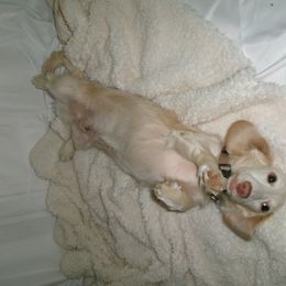 Dachshund All Grown Up from Doxies of 661