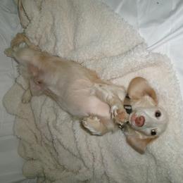 Dachshund All Grown Up from Doxies of 661