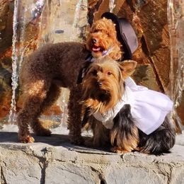 Winnie - Yorkshire Terrier