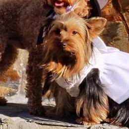 Winnie - Yorkshire Terrier