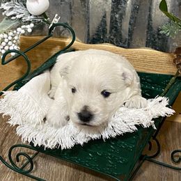 Boy 1 - White West Highland White Terrier puppy in Cottonwood, Texas from Davis Westies
