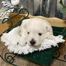 Boy 1 - White West Highland White Terrier puppy in Cottonwood, Texas from Davis Westies