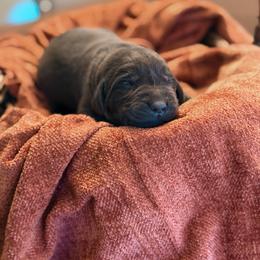 Quail - Chocolate female Labrador Retriever puppy in Sweet Home, Oregon from Knotty Creek Labradors