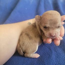 Girl 1 - Merle female Chihuahua puppy in Warsaw, Virginia from B&D Chihuahuas