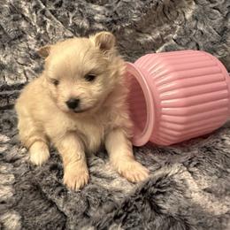 Rose - Cream female Pomeranian puppy in Scio, Oregon from Mac Daddy Poms