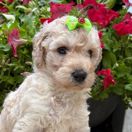 Ivy - Apricot female Goldendoodle puppy in Camden, North Carolina from Oopsie Doodles of NC