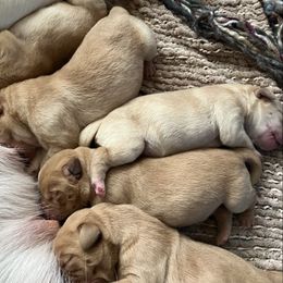 Labrador Retriever puppies from Little Farm