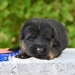 Haymitch - Black and red male German Shepherd puppy in Nacogdoches, Texas from Vom Hausgladfel