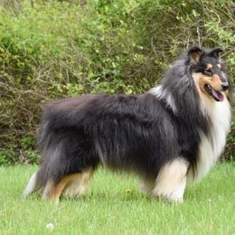 Mr Kool - Collie