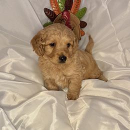 Winchester (blue collar) - Apricot male Saint Berdoodle puppy in Swartz Creek, Michigan from Whisky Paws Saint Berdoodles and Poodle Pups