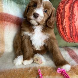 Maple - Red  female Goldendoodle puppy in Ottawa, Ohio from Simply Beautiful Goldendoodles