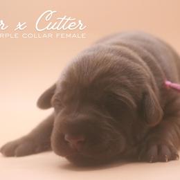 Purple Girl - Chocolate female Labrador Retriever puppy in Capron, Virginia from Triple Creek Kennel