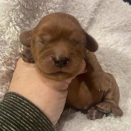Cupid- Green - Ruby male Cavalier King Charles Spaniel puppy in London, Arkansas from Frosty’s Cavaliers