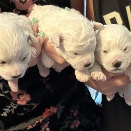 Bichon Frises from KM Bichon Frise