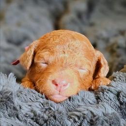 Reba - Red  female Goldendoodle puppy in Pittsburg, Texas from Grace Springs Goldendoodles