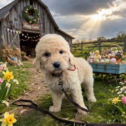Spider Man - Cream male Goldendoodle puppy in Houston, Texas from Were The Mack'Doodles