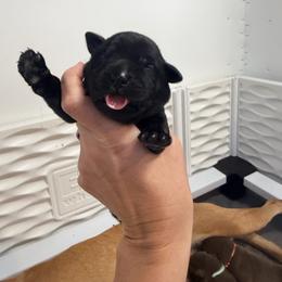 Teal in Yellow - Black female Labrador Retriever puppy in Elloree, South Carolina from Moonlight Kennels LLC