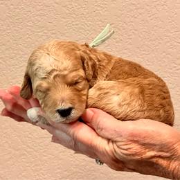 Green Boy - Parti male Goldendoodle puppy in Kitsap County, Washington from Amazing Grace Doodles