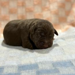 Jessie - Chocolate female Labrador Retriever puppy in Isle, Minnesota from Dog Ear Outfitters