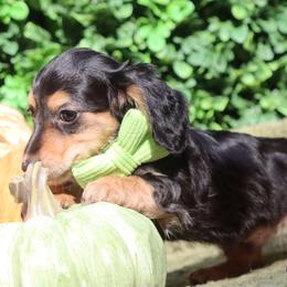 Tuxedo - Black and cream male Dachshund puppy in Woodbine, Georgia from Bowdachs Cream Pies