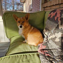 Zola - American Corgi
