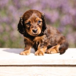 Dachshund Puppies from Winnie’s Weenies