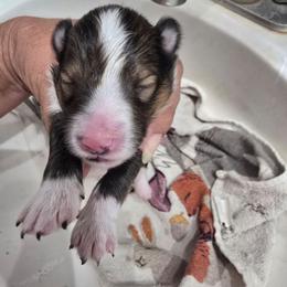 LITTLE Jonah - Sable and white male Shetland Sheepdog puppy in Houston, Texas from LaLa's Lilliputian Lassies