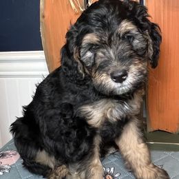 Bear (pulisic) - Tri-color Bernedoodle puppy in Knoxville, Tennessee from Bright Side Doodles
