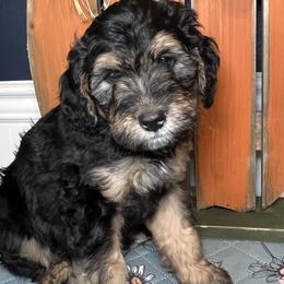 Bear (pulisic) - Tri-color Bernedoodle puppy in Knoxville, Tennessee from Bright Side Doodles